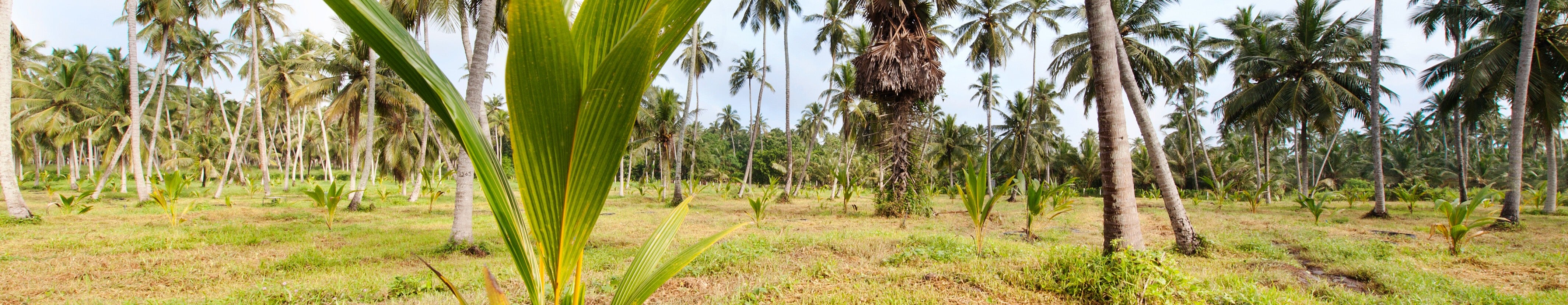 Tall coconut trees stand amidst a field of young saplings on lush grass, under a bright sky. The setting highlights an expansive plantation ideal for sustainable agriculture and eco friendly practices