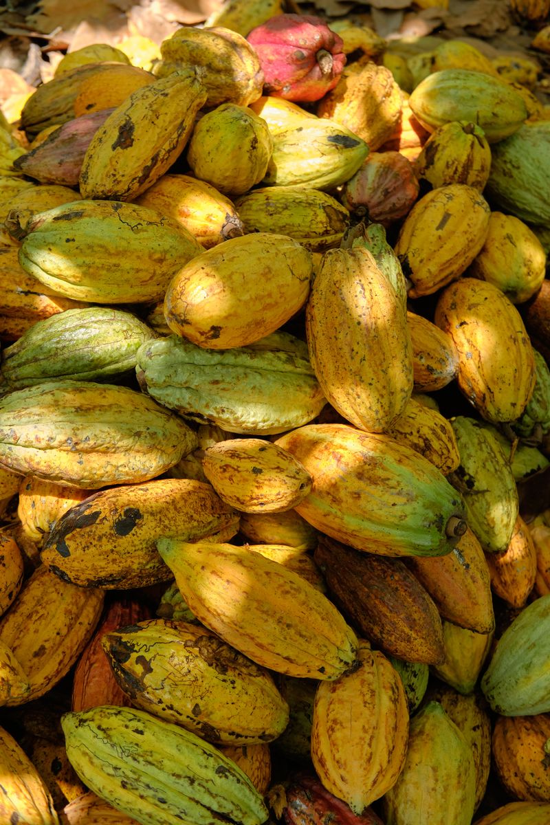 Harvesting Cocoa at KANY